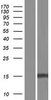 RNF185 Human Over-expression Lysate