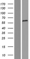 PKR (EIF2AK2) Human Over-expression Lysate