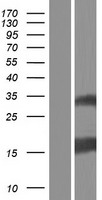 ESM1 Human Over-expression Lysate