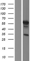 PAX7 Human Over-expression Lysate