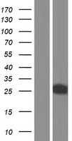 FKBP7 Human Over-expression Lysate