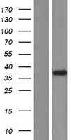 FKBP6 Human Over-expression Lysate