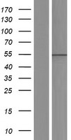 AGFG1 Human Over-expression Lysate