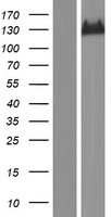 IGSF9 Human Over-expression Lysate