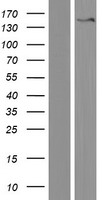 RTL1 Human Over-expression Lysate