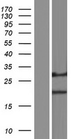 DERL1 Human Over-expression Lysate