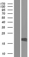 HOGA1 Human Over-expression Lysate