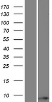 TOMM6 Human Over-expression Lysate