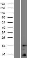 TOMM5 Human Over-expression Lysate