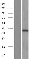 PLCXD2 Human Over-expression Lysate