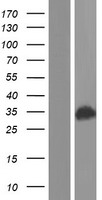 CDV3 Human Over-expression Lysate