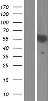 SPATC1 Human Over-expression Lysate