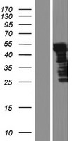 LRRFIP2 Human Over-expression Lysate