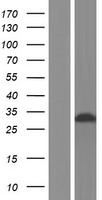 RIL (PDLIM4) Human Over-expression Lysate