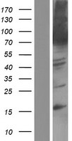 PEX5 Human Over-expression Lysate