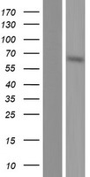 NELF (NSMF) Human Over-expression Lysate