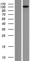 p114RhoGEF (ARHGEF18) Human Over-expression Lysate