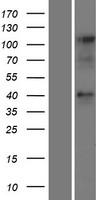 CCRL2 Human Over-expression Lysate