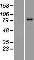 bcl 6 (BCL6) Human Over-expression Lysate