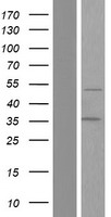 LEF1 Human Over-expression Lysate