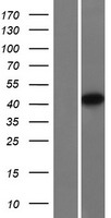 NDRG4 Human Over-expression Lysate