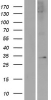 APOLD1 Human Over-expression Lysate