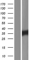 TEX101 Human Over-expression Lysate