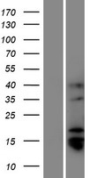 TMPRSS11BNL Human Over-expression Lysate