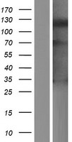 SLFN14 Human Over-expression Lysate