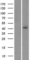 CALHM3 Human Over-expression Lysate