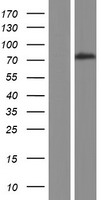 SPIRE1 Human Over-expression Lysate