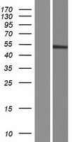 GCNT7 Human Over-expression Lysate