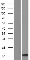 LCE6A Human Over-expression Lysate