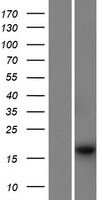 PSMG4 Human Over-expression Lysate