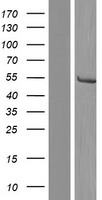 CYP21A2 Human Over-expression Lysate