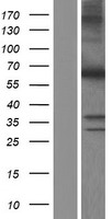 MYH (MUTYH) Human Over-expression Lysate