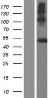 LIPM Human Over-expression Lysate
