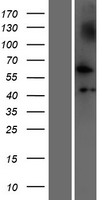 NUDCD1 Human Over-expression Lysate