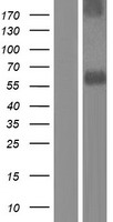 SPRED2 Human Over-expression Lysate
