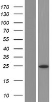 TEX36 Human Over-expression Lysate