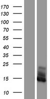 FXYD2 Human Over-expression Lysate