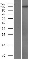 PAN2 Human Over-expression Lysate