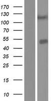 CPA5 Human Over-expression Lysate