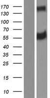 ERLEC1 Human Over-expression Lysate