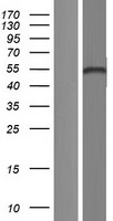 p73 (TP73) Human Over-expression Lysate