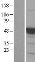 p53 (TP53) Human Over-expression Lysate