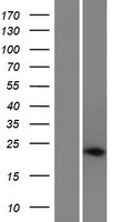 CAPON (NOS1AP) Human Over-expression Lysate