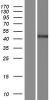 PPP6C Human Over-expression Lysate