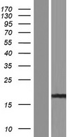 PPIAL4G Human Over-expression Lysate