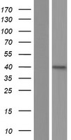 SIRPB2 Human Over-expression Lysate